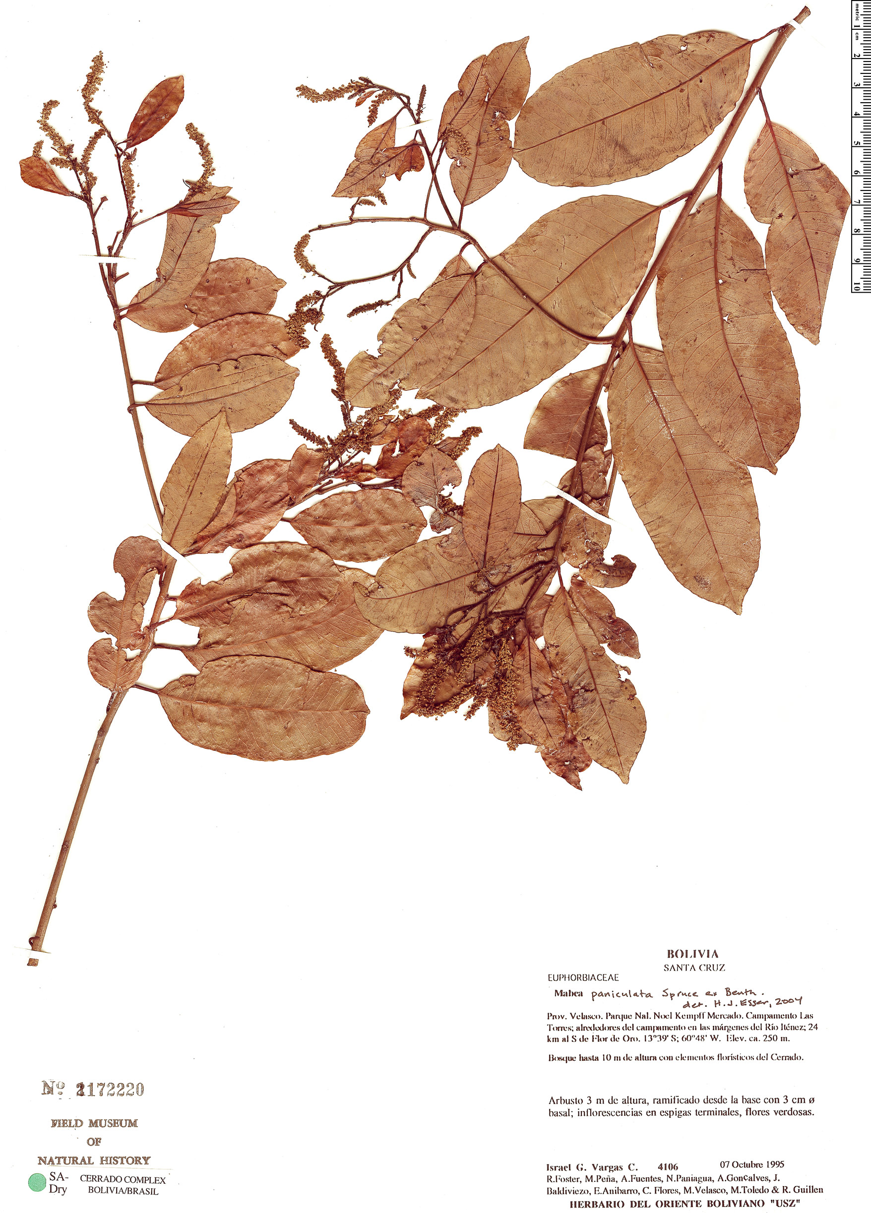 Mabea paniculata image