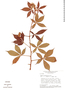 Manihot paviifolia image