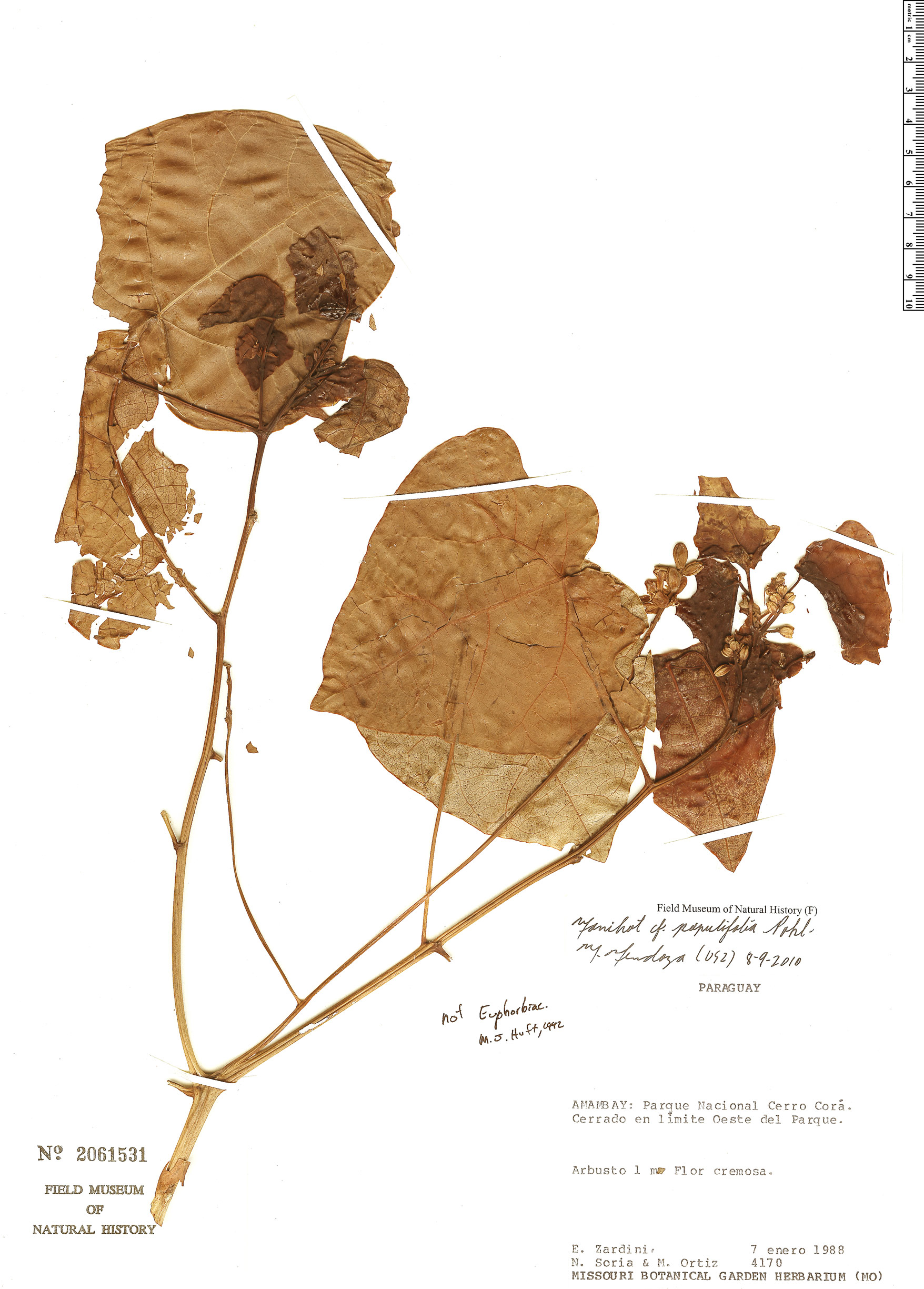 Manihot populifolia image