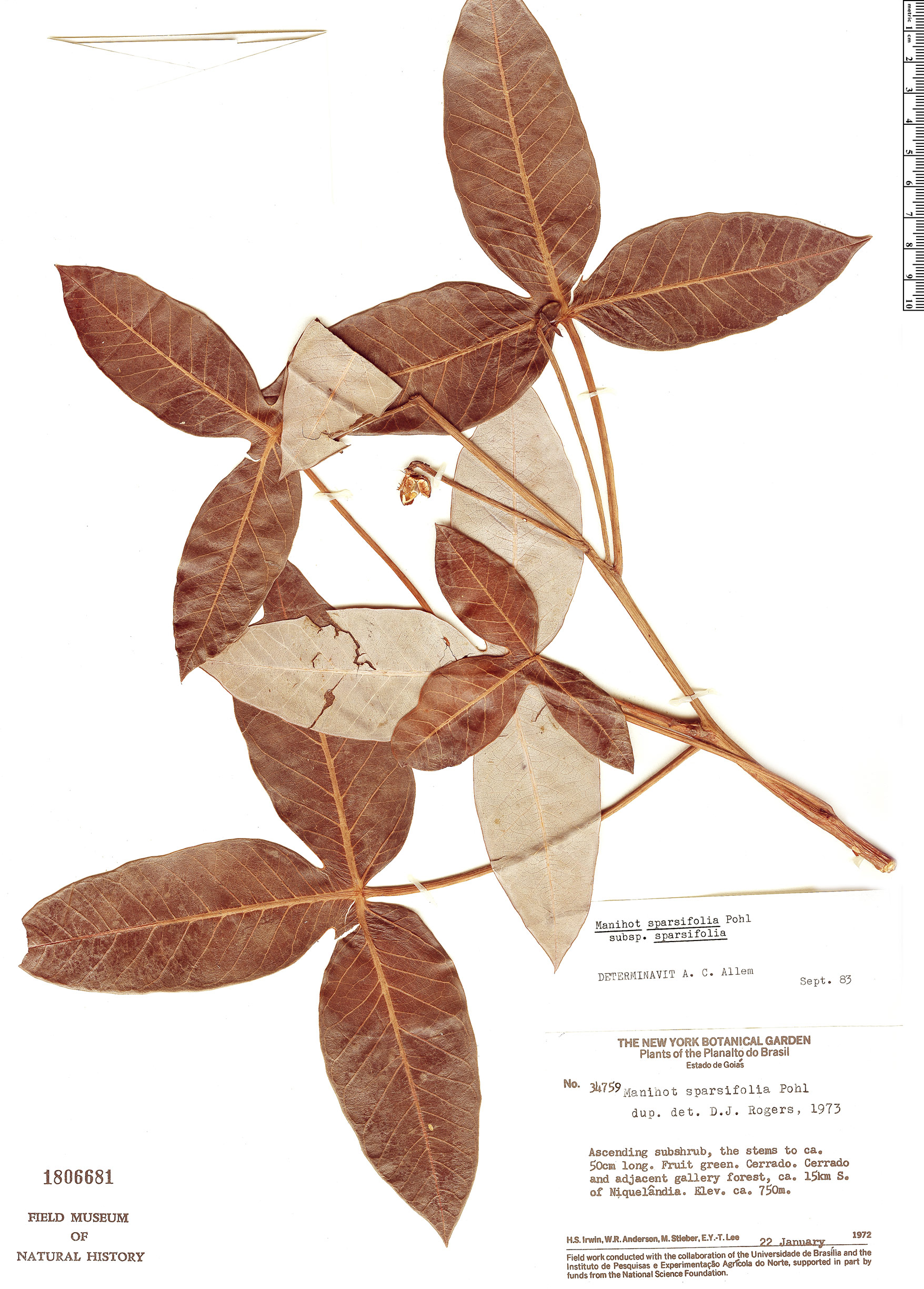 Manihot sparsifolia image