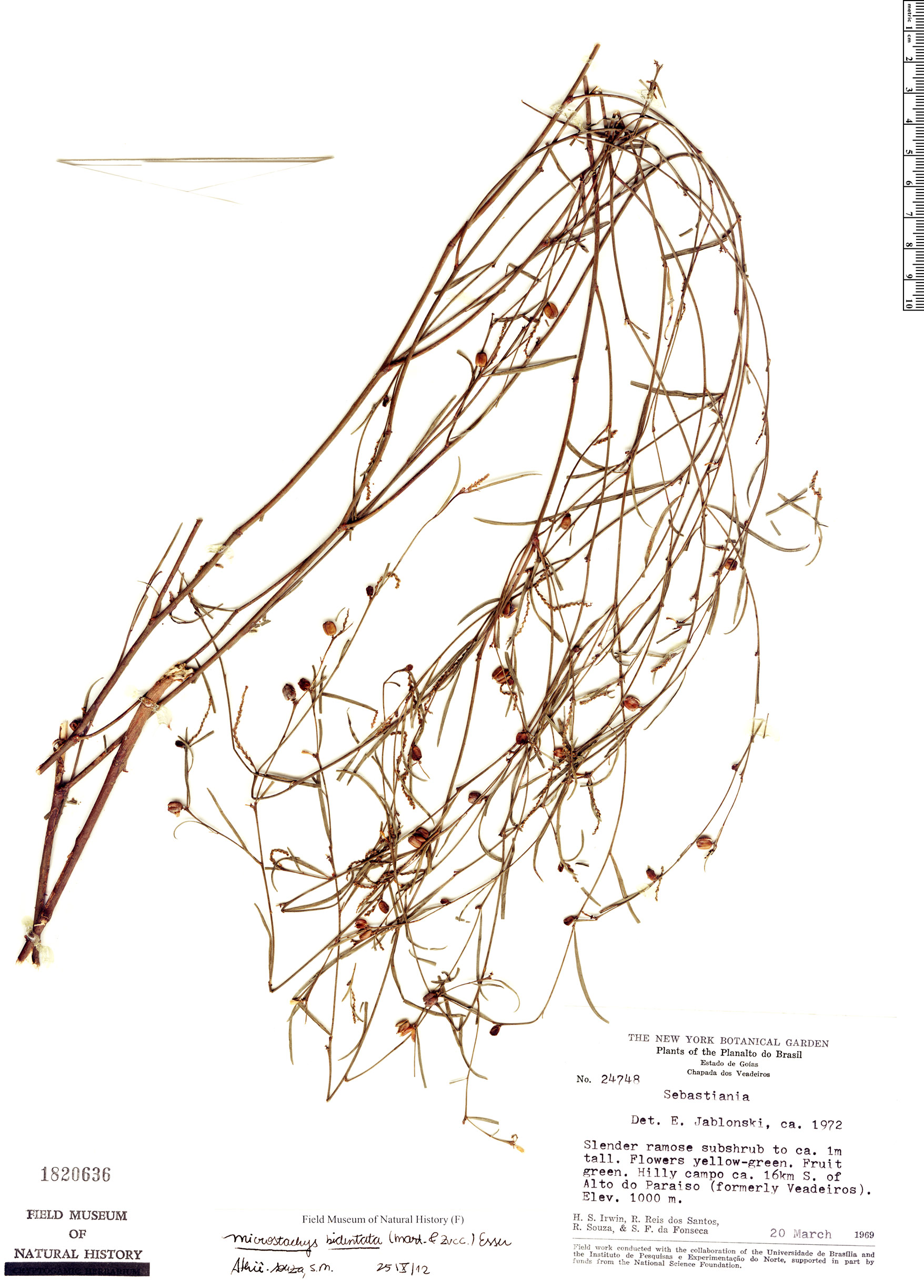 Microstachys bidentata image