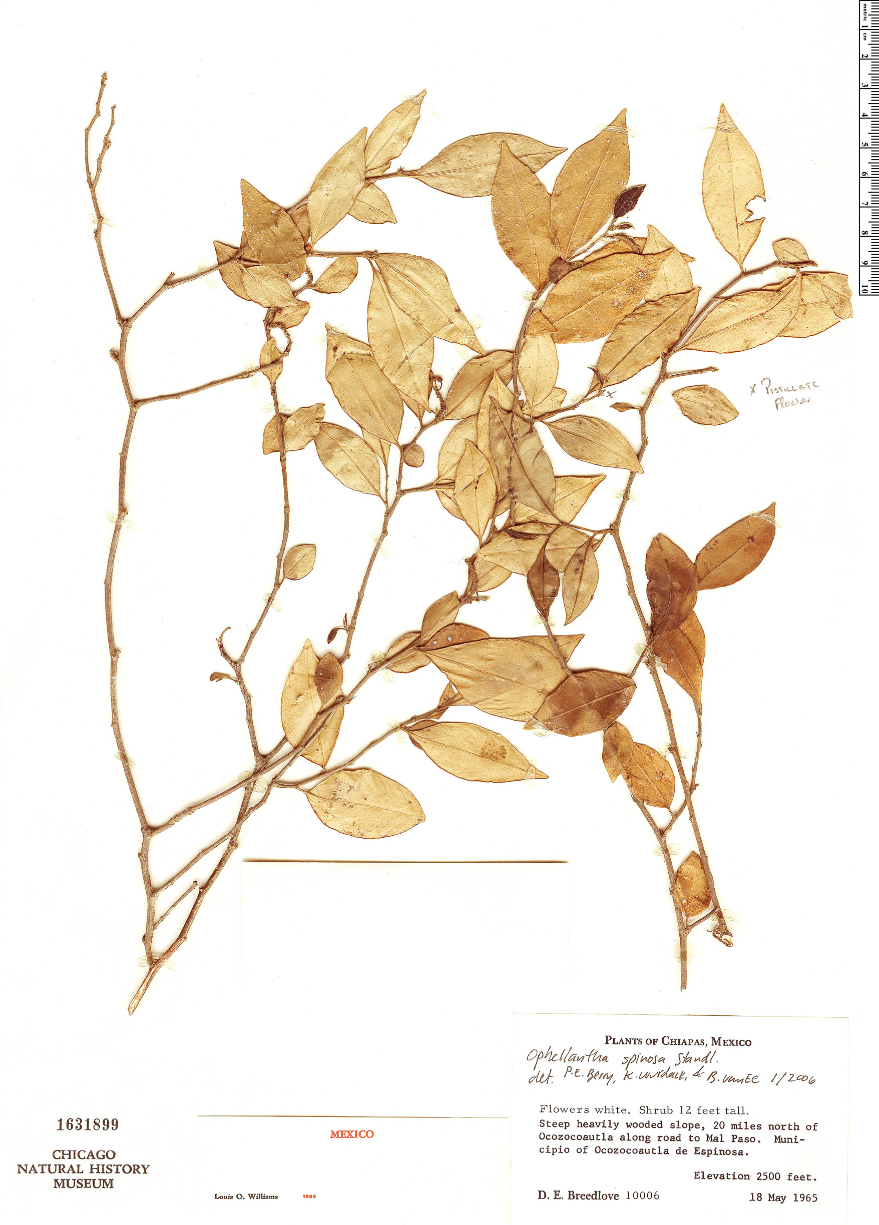 Ophellantha spinosa image