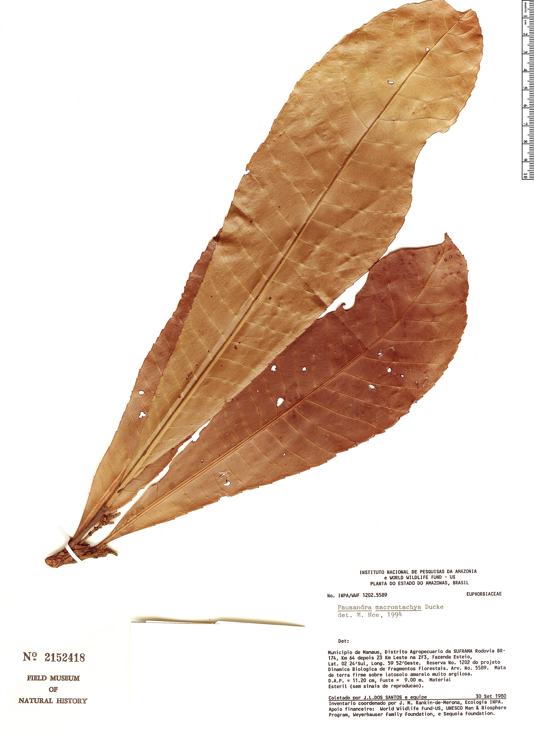 Pausandra macrostachya image