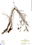 Phyllanthus lindbergii image