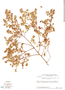 Phyllanthus vacciniifolius image