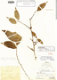 Phyllanthus vincentae image