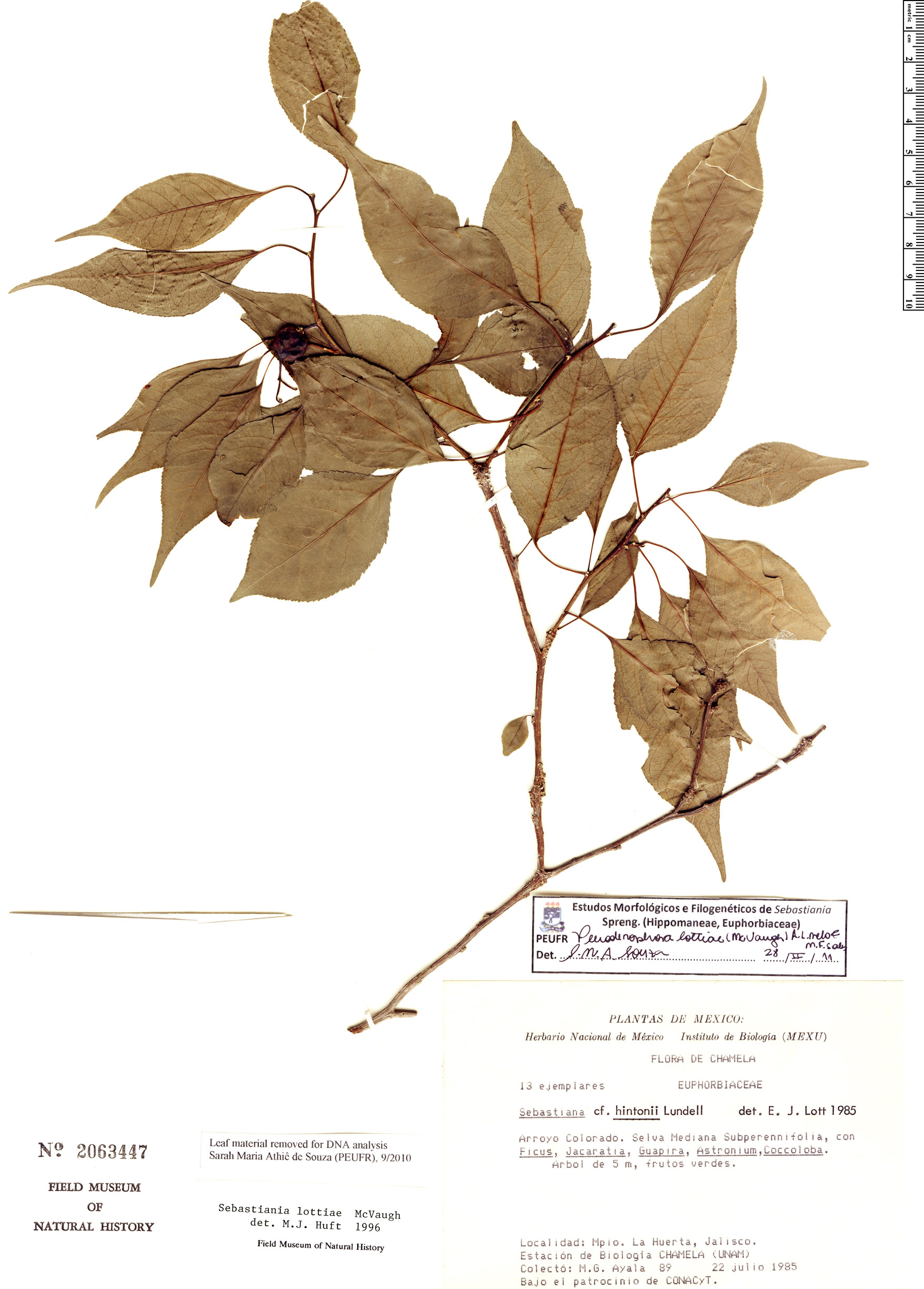 Pleradenophora lottiae image