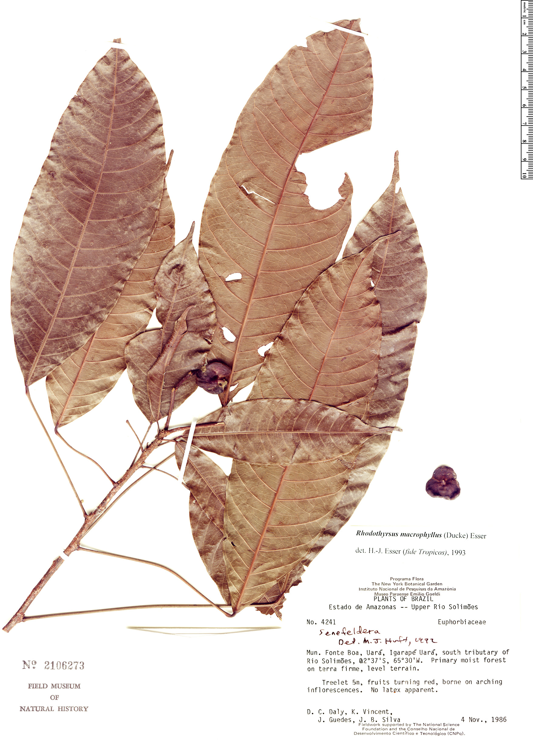 Rhodothyrsus macrophyllus image