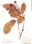 Sagotia brachysepala image