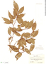 Sebastiania adenophora image