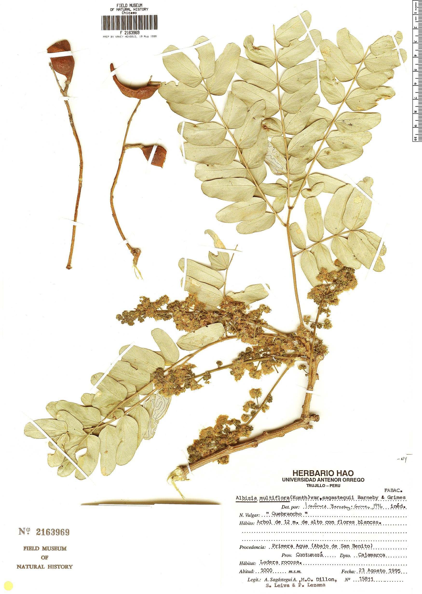 Albizia multiflora var. sagasteguii image