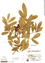 Andira fraxinifolia image