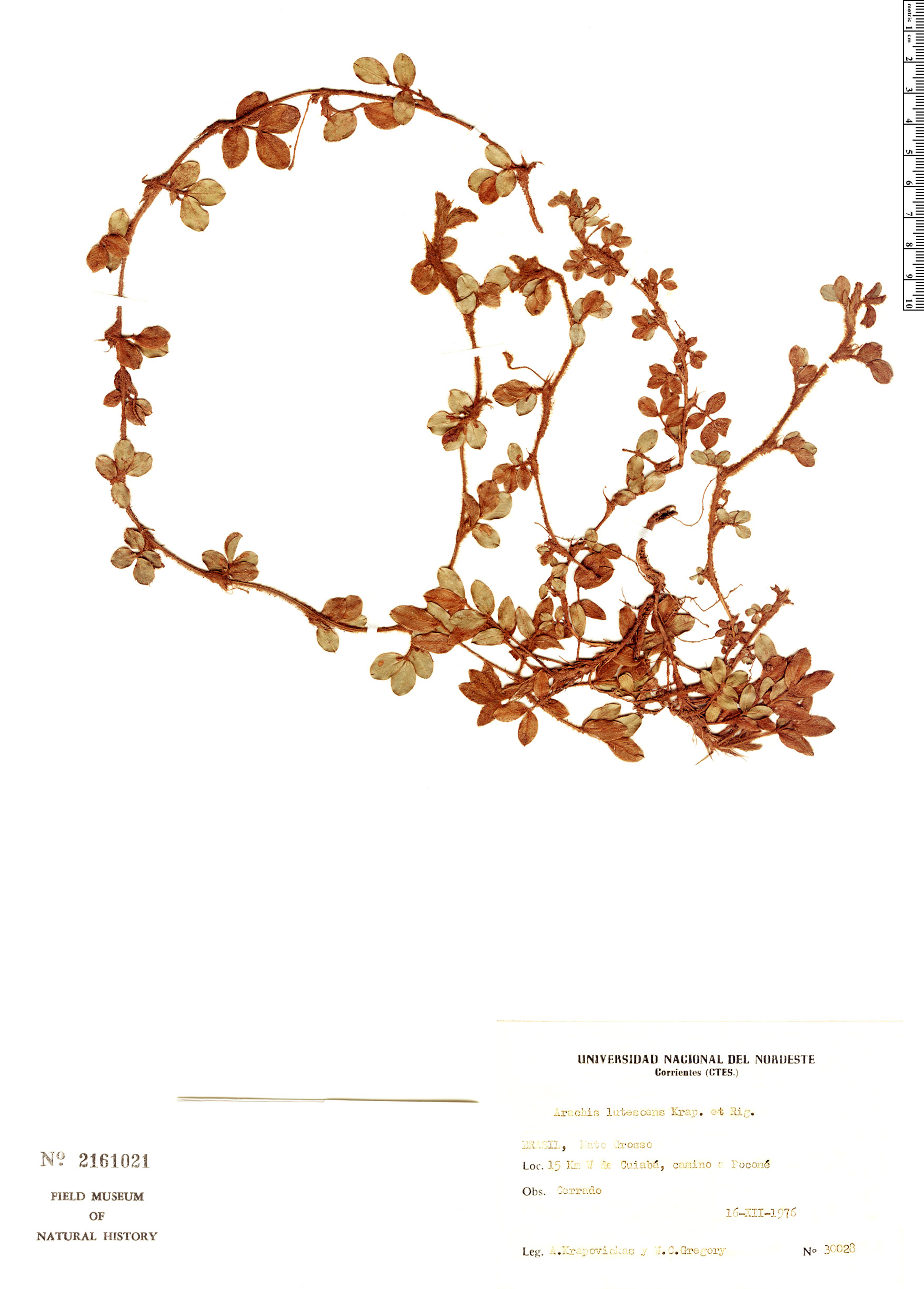 Arachis lutescens image