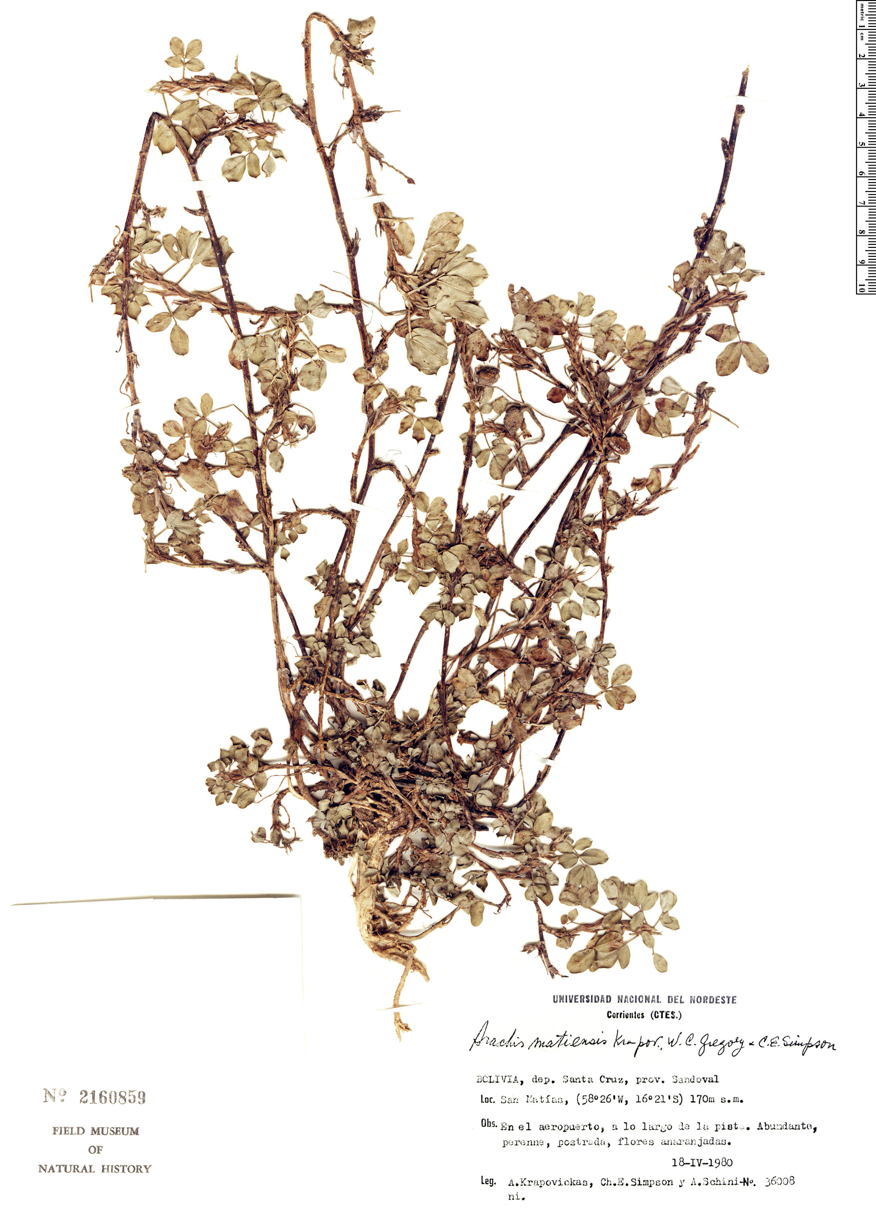 Arachis matiensis image