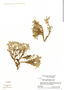Astragalus geminiflorus image