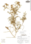 Astragalus richii image