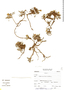 Astragalus uniflorus image