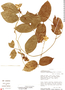 Canavalia grandiflora image