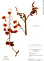 Cassia fastuosa var. calva image