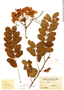 Cassia javanica var. indochinensis image