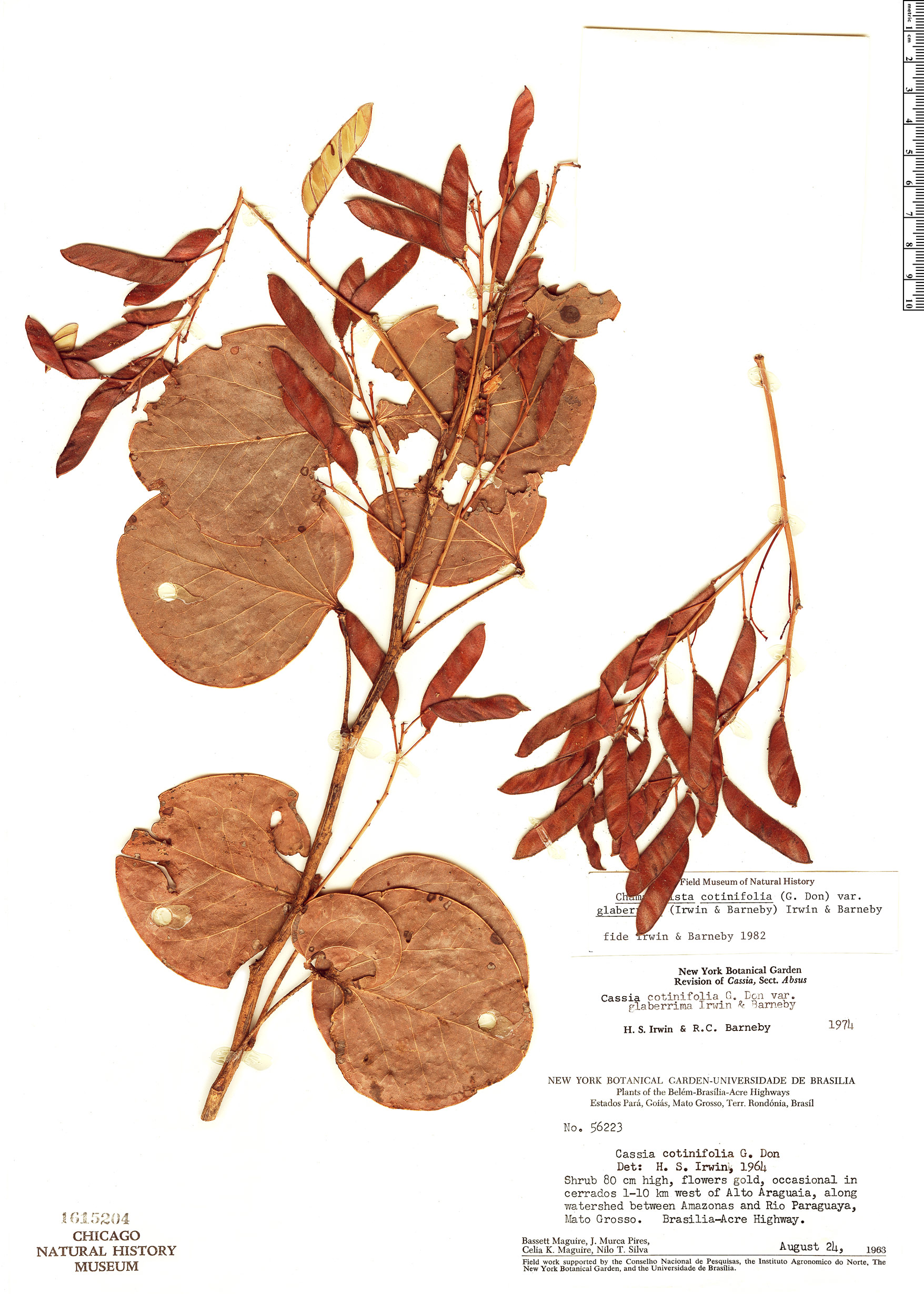 Chamaecrista cotinifolia var. glaberrima image