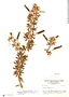 Chamaecrista desvauxii image
