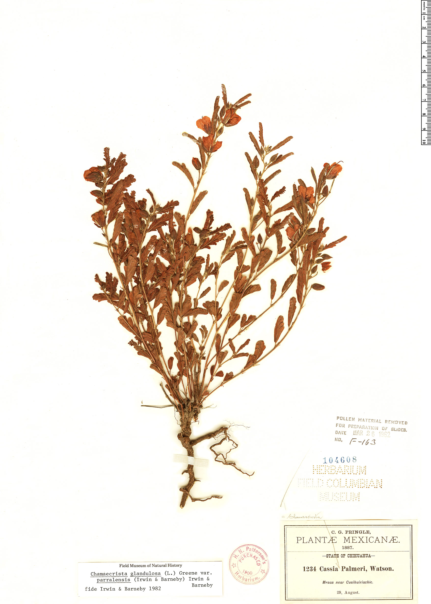 Chamaecrista glandulosa var. parralensis image