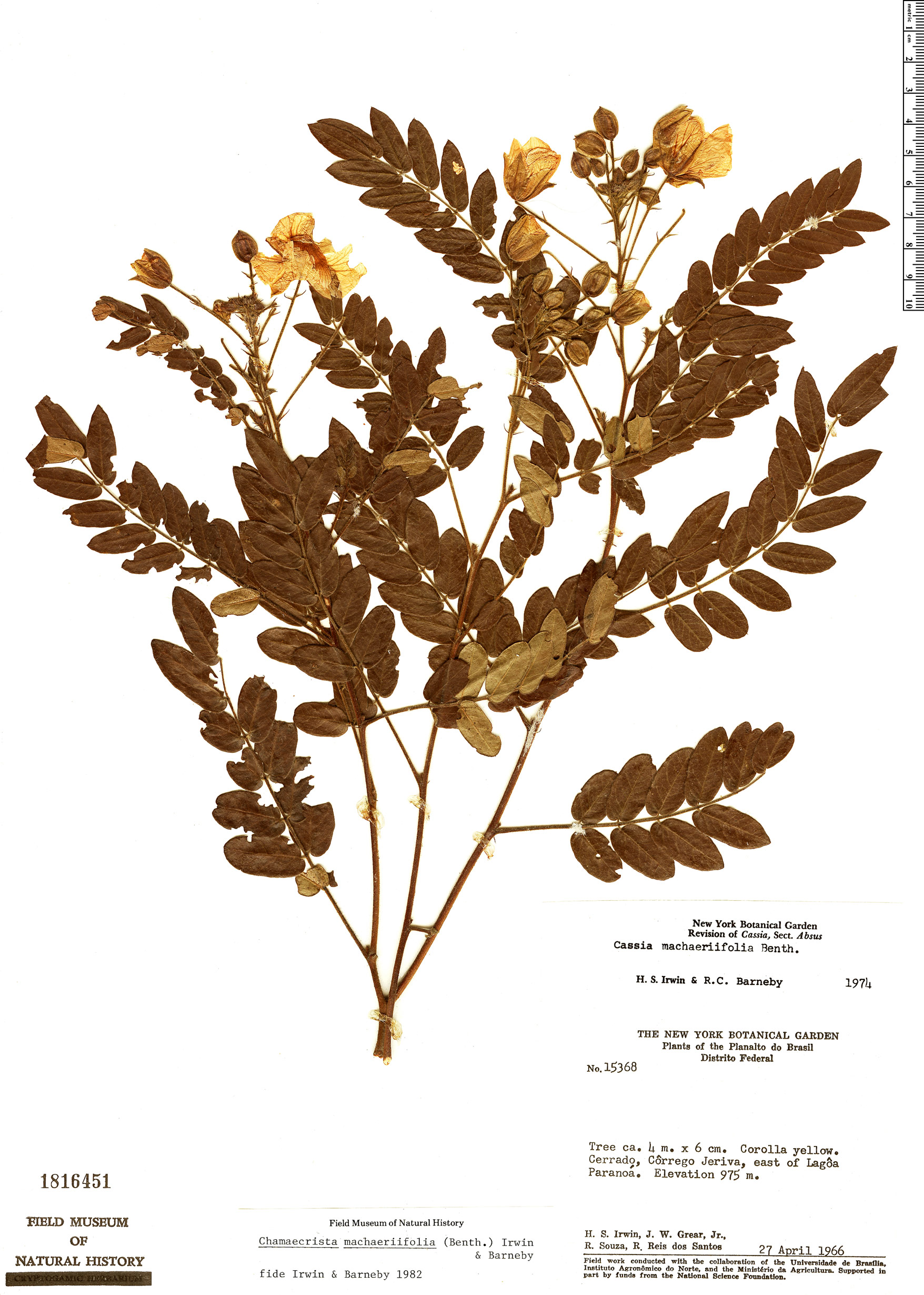Chamaecrista machaeriifolia image