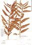 Chamaecrista nictitans var. glabrata image