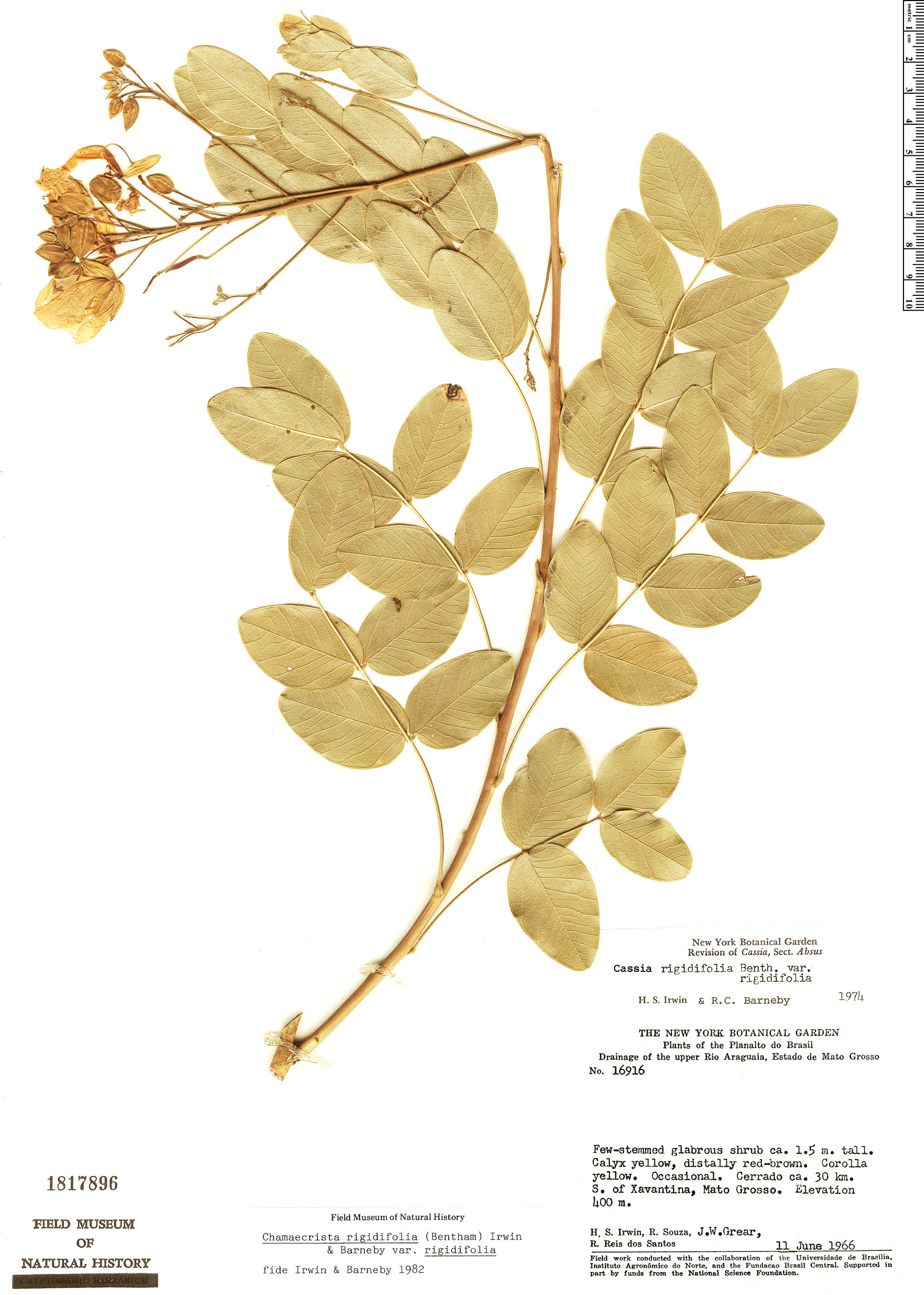 Chamaecrista rigidifolia var. rigidifolia image