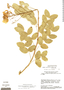 Chamaecrista rigidifolia image
