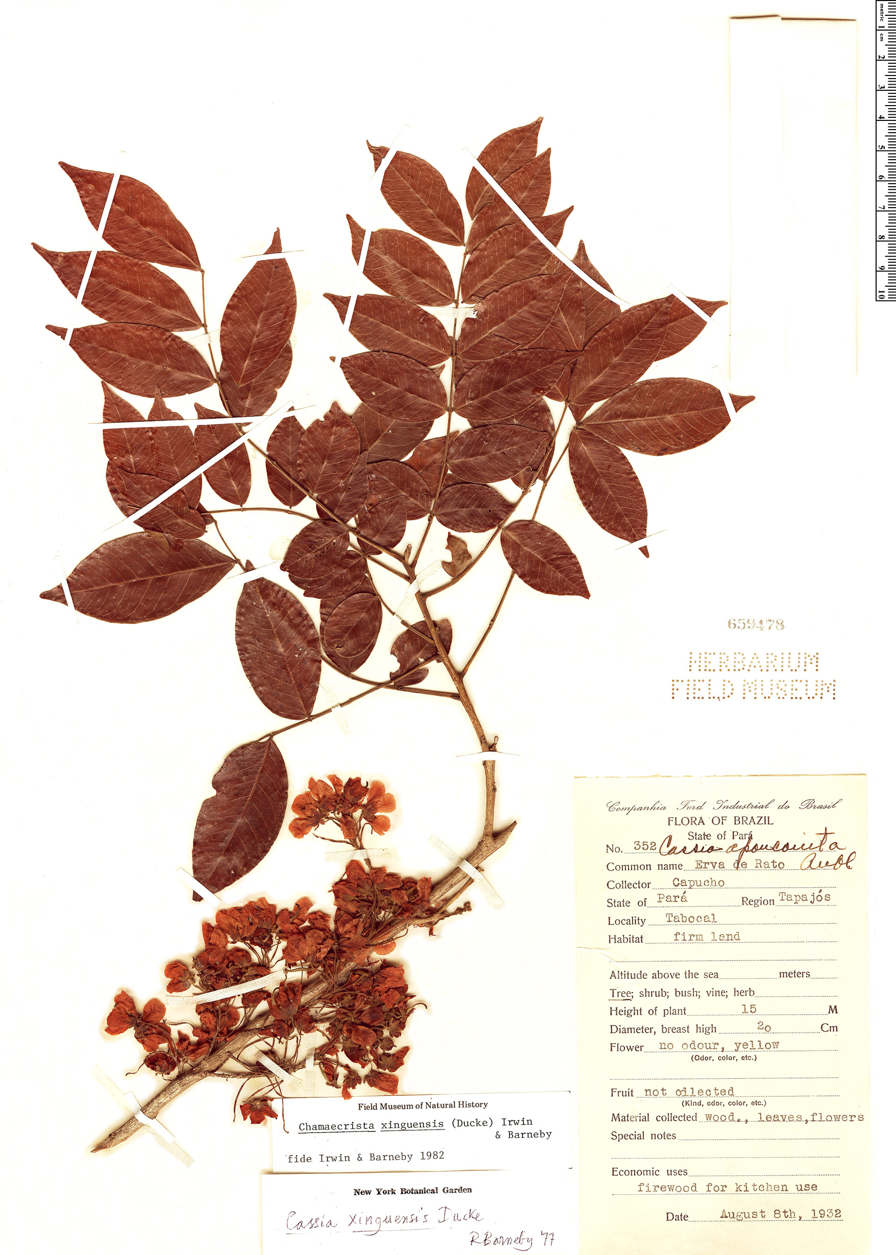 Chamaecrista xinguensis image