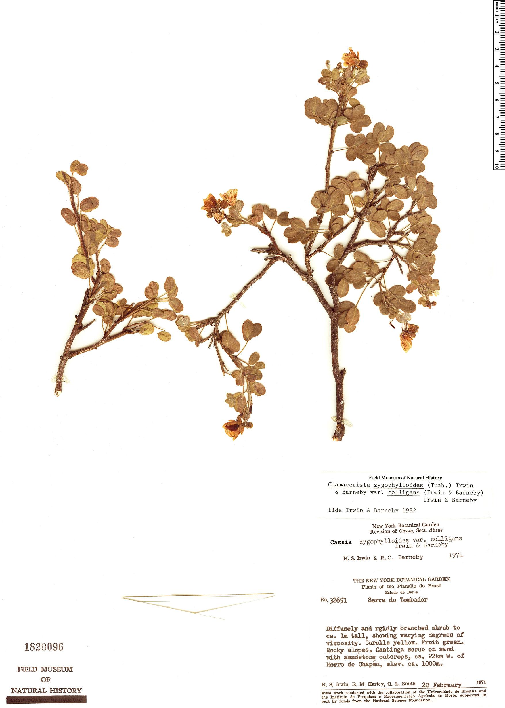 Chamaecrista zygophylloides var. colligans image