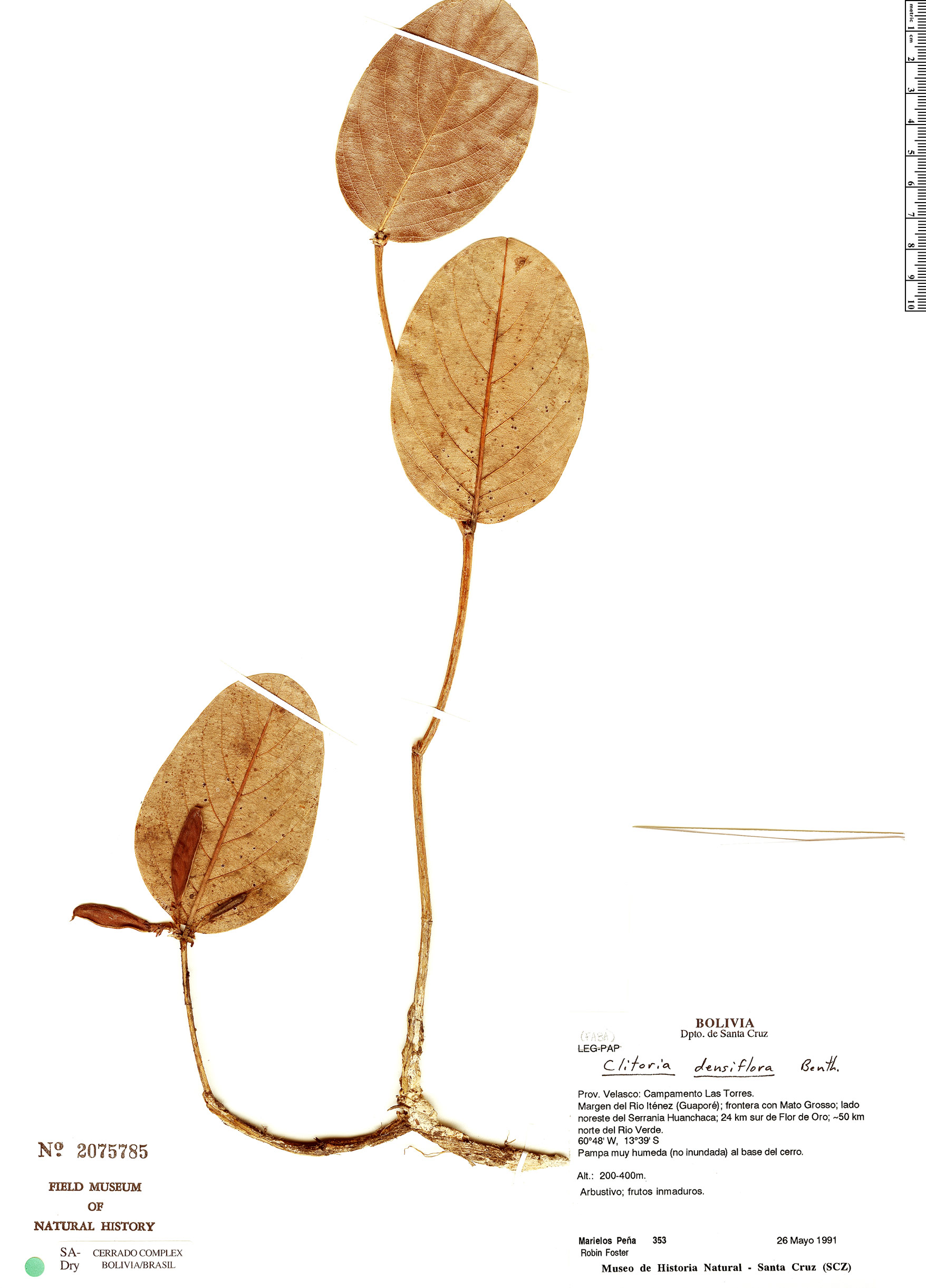 Clitoria densiflora image