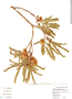 Cojoba graciliflora image