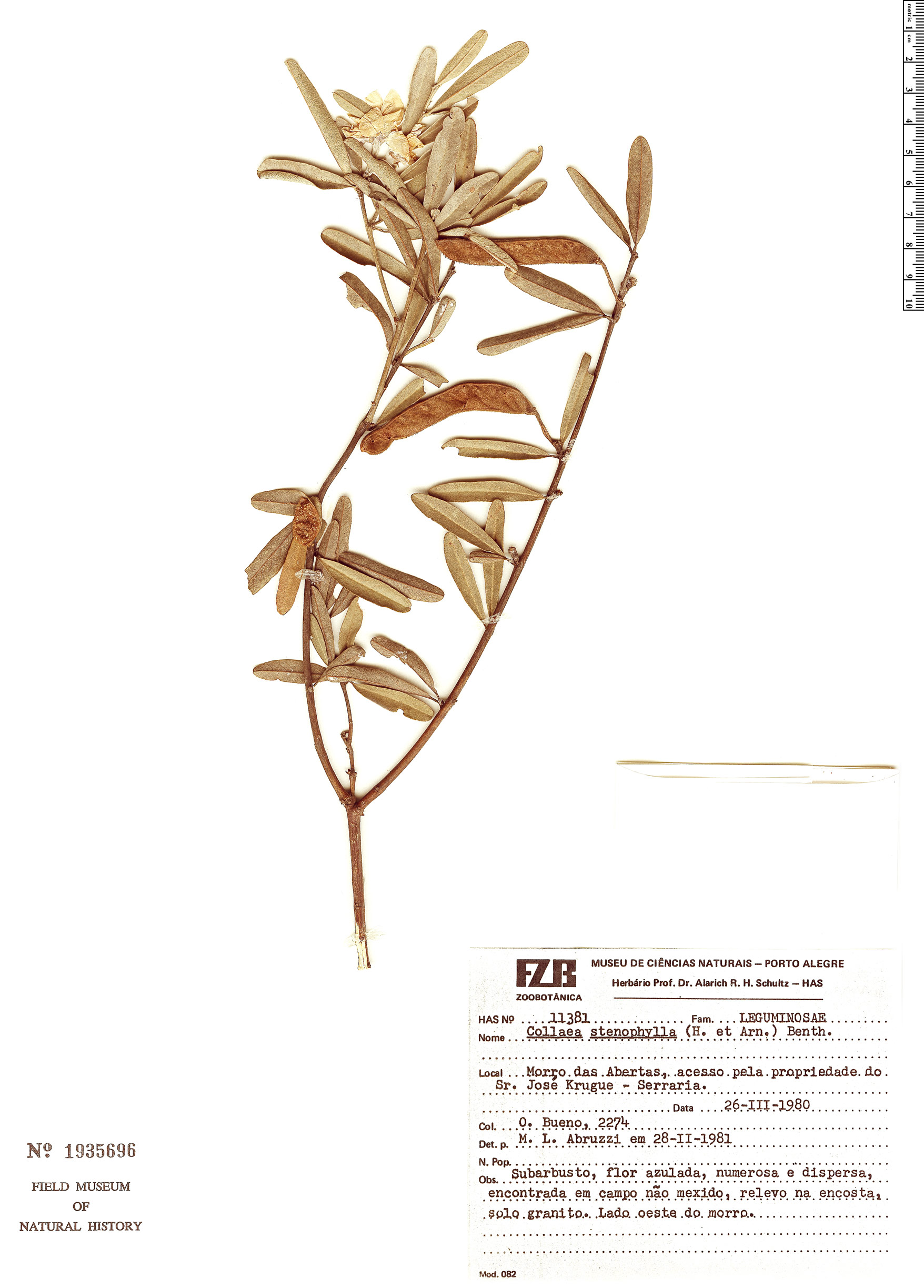 Collaea stenophylla image