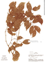 Copaifera paupera image