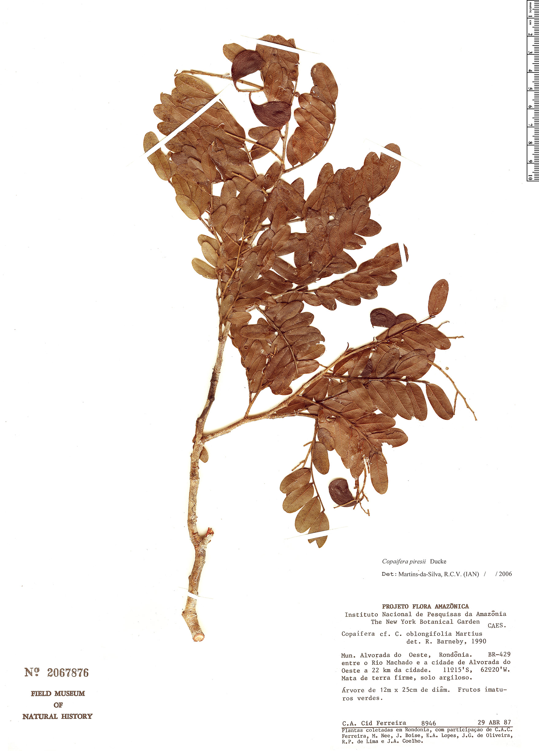 Copaifera piresii image