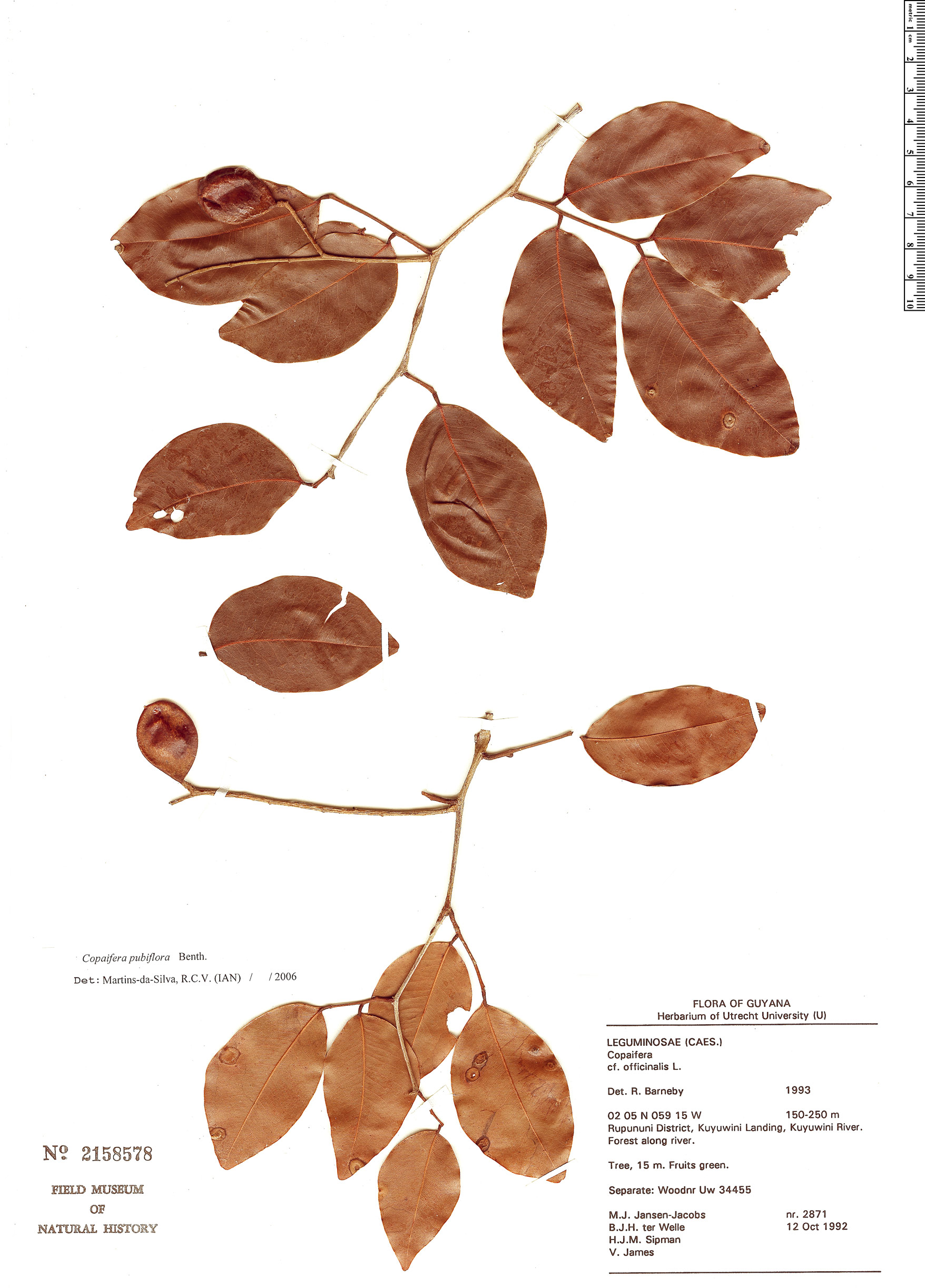 Copaifera pubiflora image
