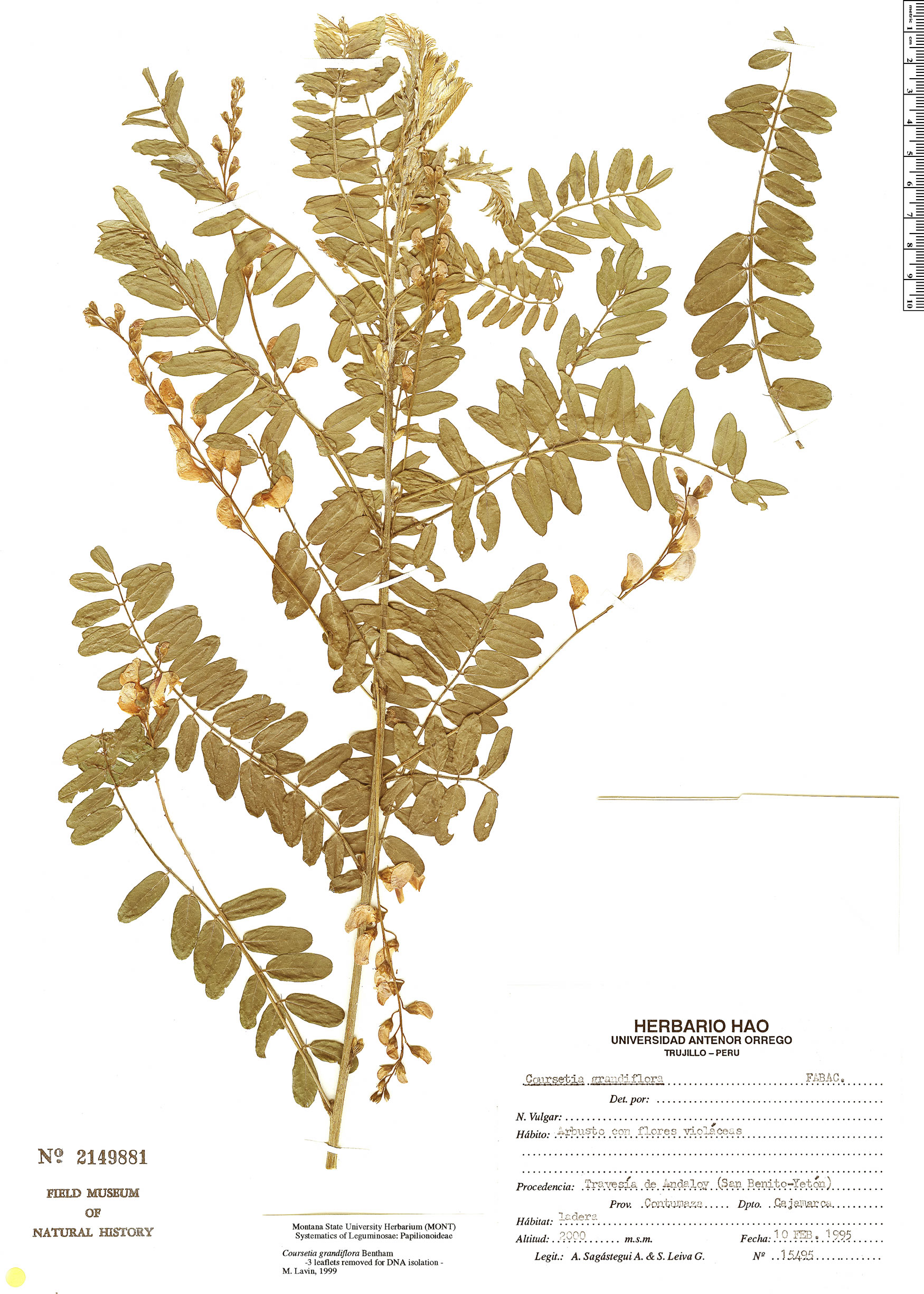 Coursetia grandiflora image