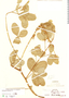 Crotalaria pallida image