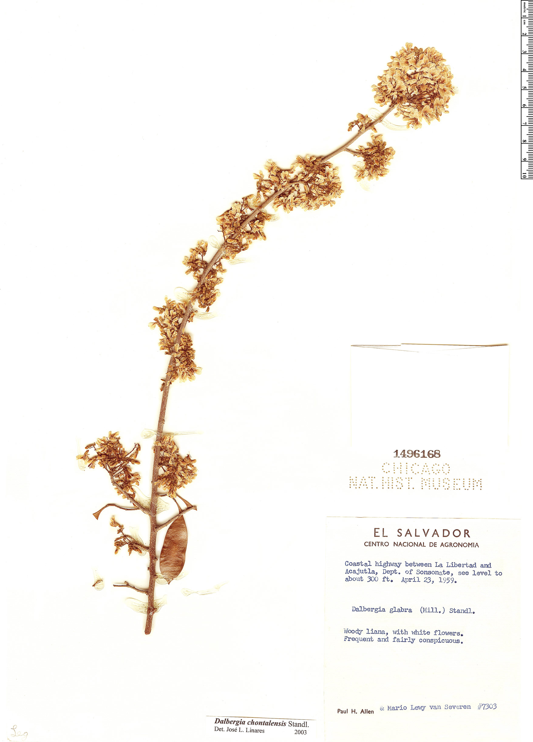 Dalbergia chontalensis image