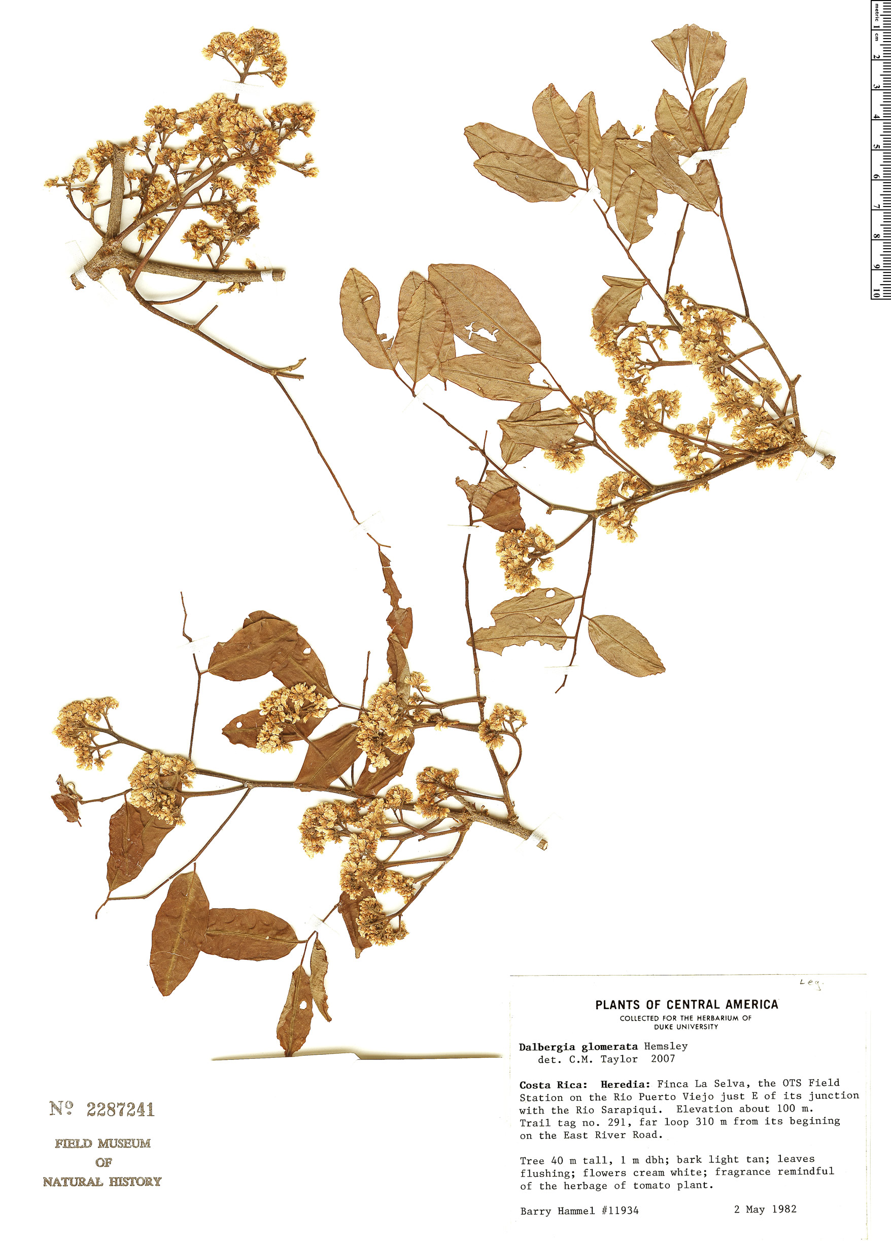 Dalbergia glomerata image