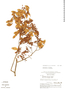 Dalbergia gracilis image