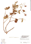 Desmodium vargasianum var. ellipticum image