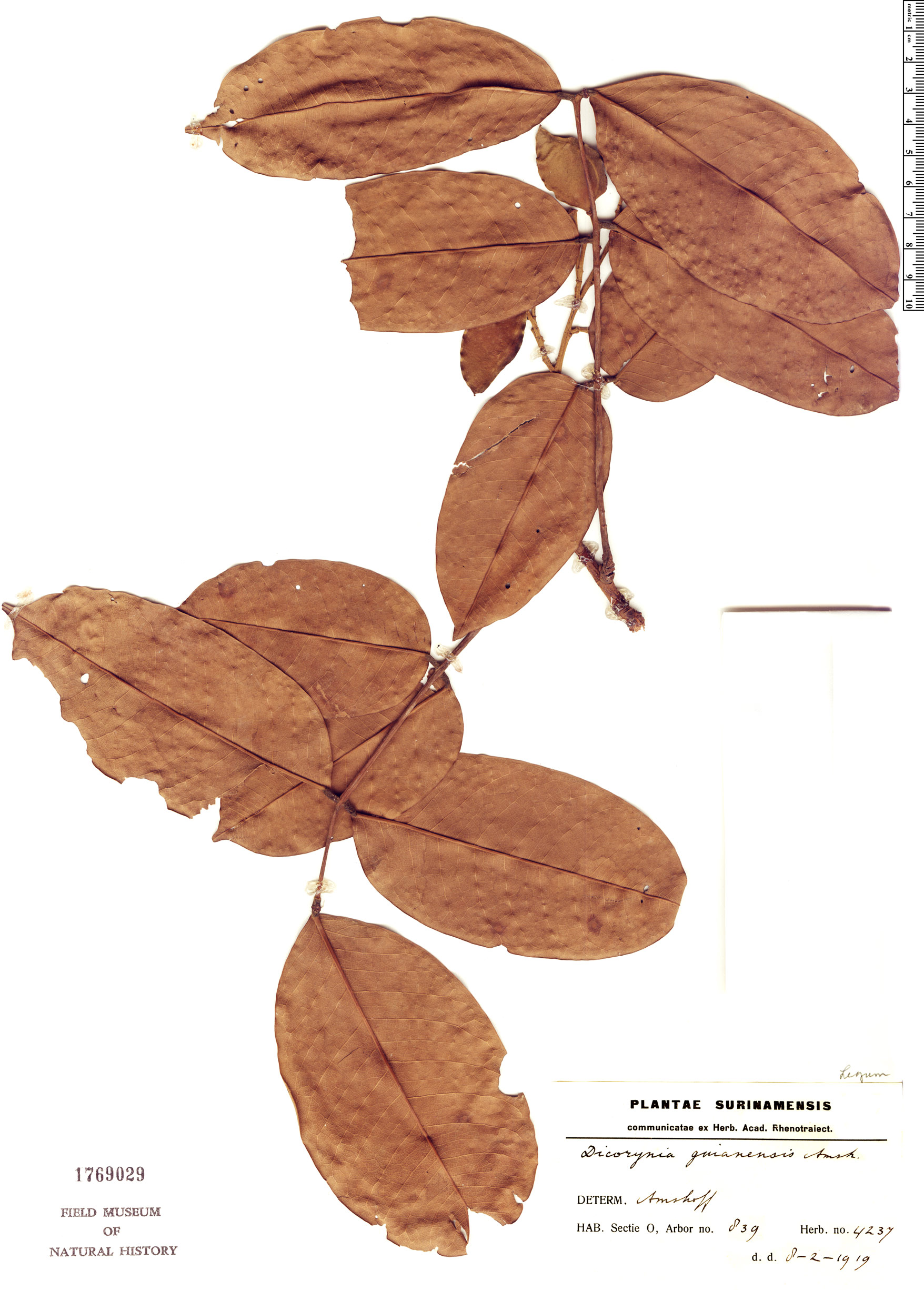 Dicorynia guianensis image