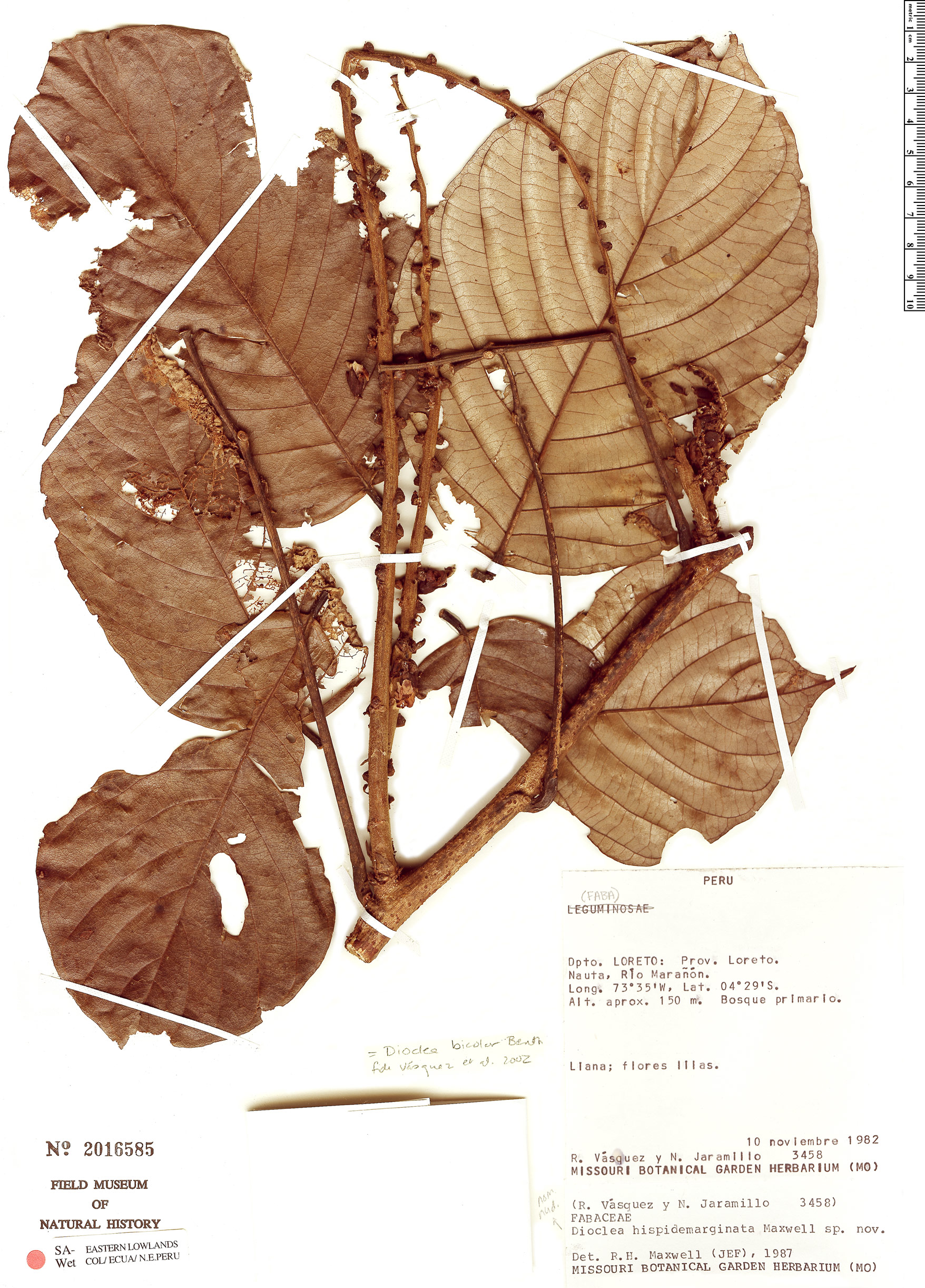 Dioclea bicolor image