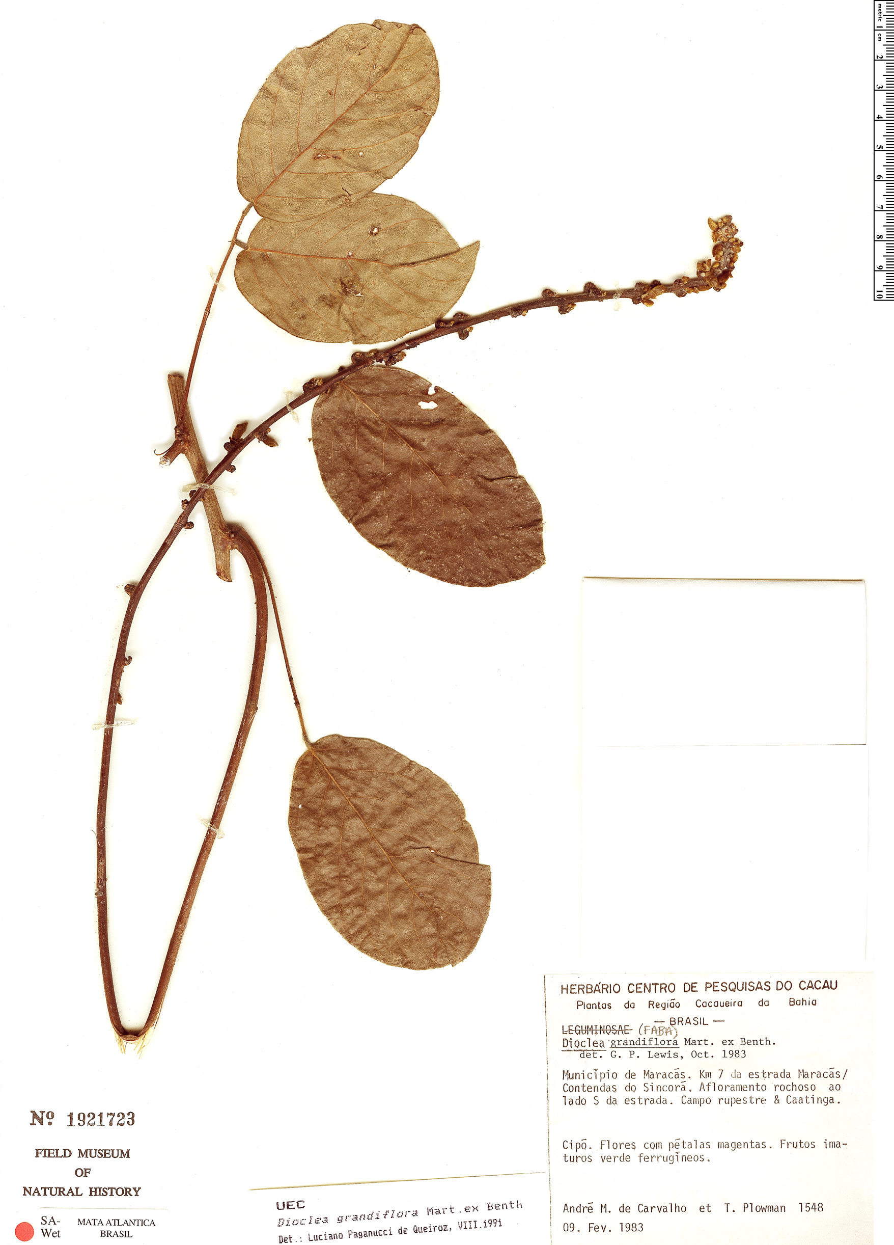 Dioclea grandiflora image