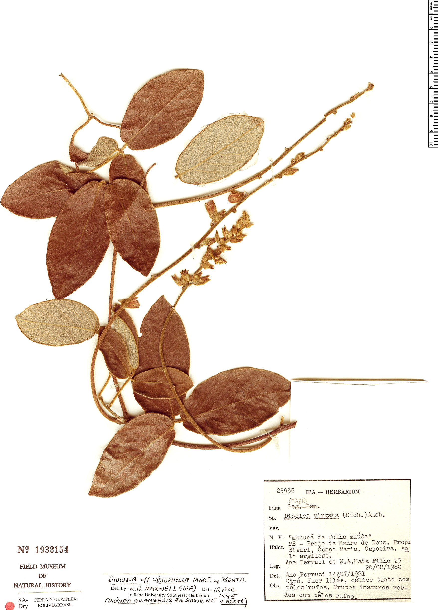 Dioclea lasiophylla image