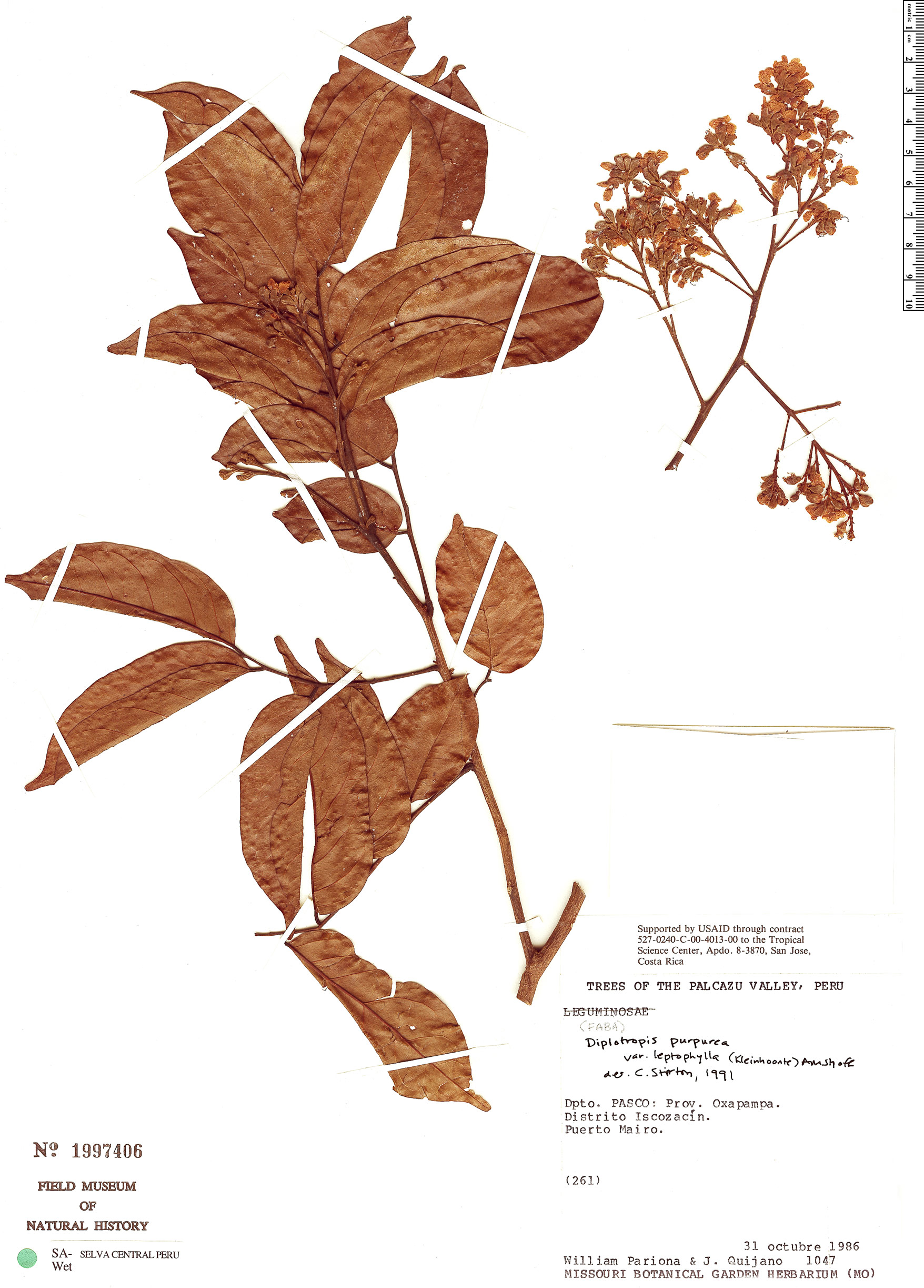Diplotropis purpurea var. leptophylla image